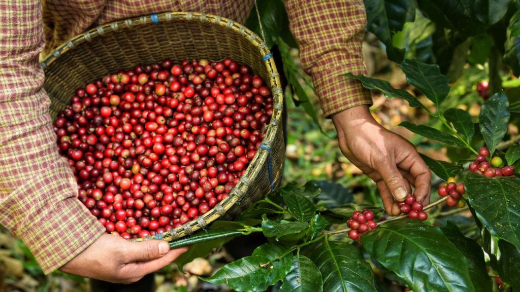 Where Do Coffee Beans Come From? Coffee Expert